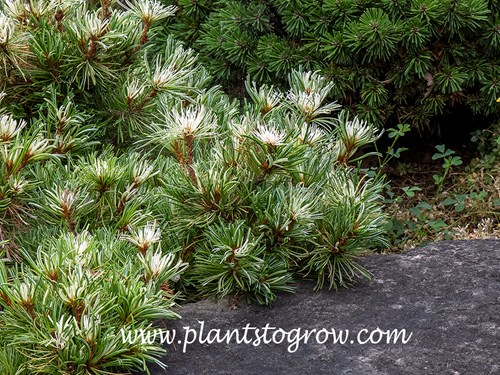 Snow in the Valley Japanese Pine (Pinus parviflora)
Still has nice variegation in the middle of July